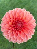 Rose Toscano