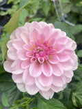 Pink Silk