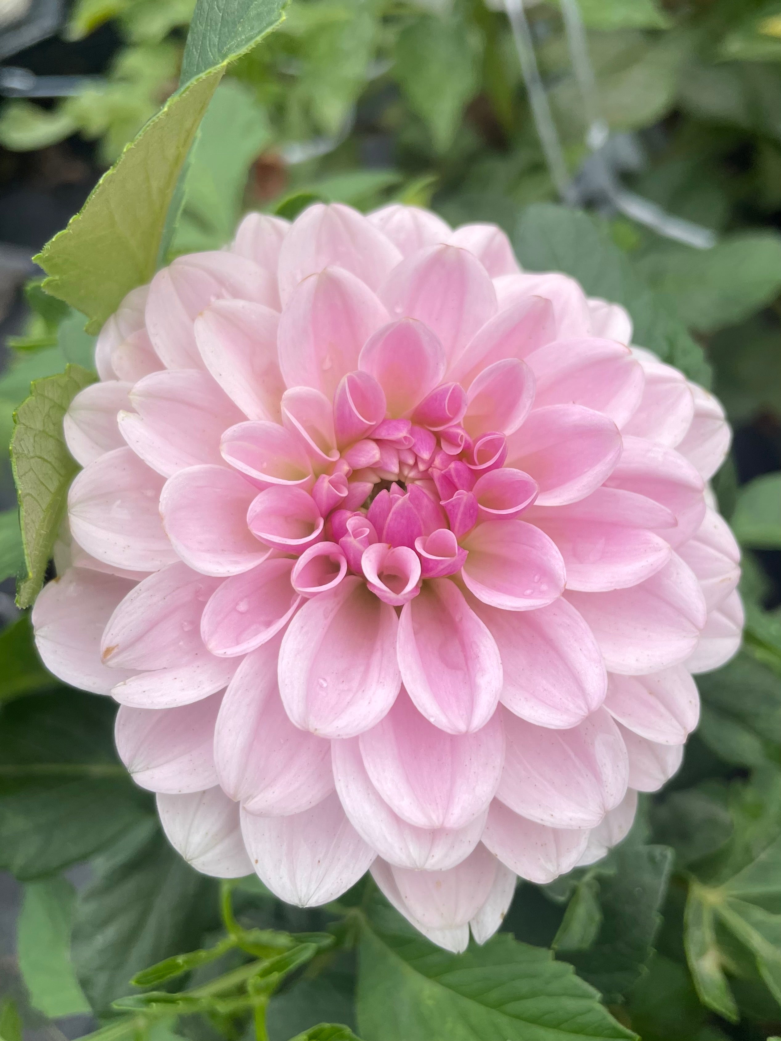 Pink Silk