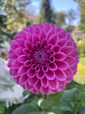 Mary’s Jomanda