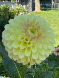 Skipley Moonglow