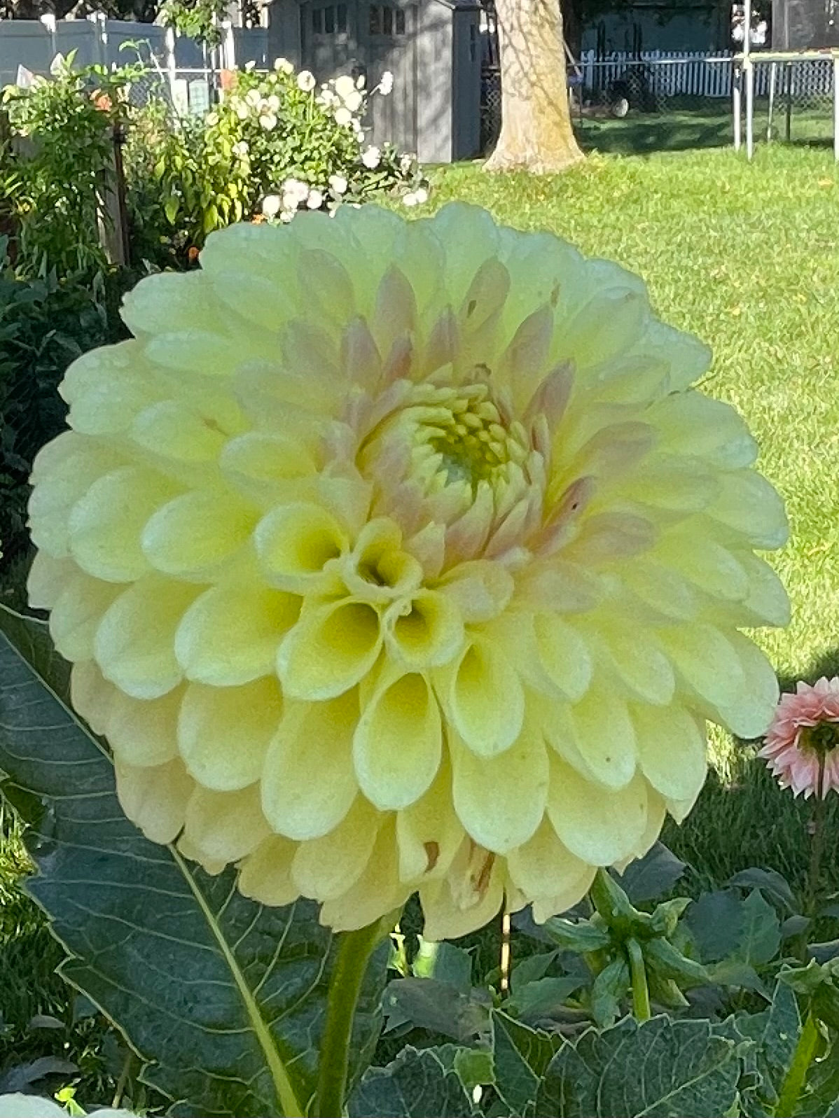 Skipley Moonglow