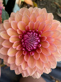 Sweet Sanne