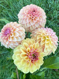 Lee’s Golden Raspberry