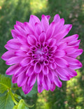 Bloomquist Vivian R