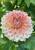 Blyton Softer Gleam