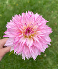 Hollyhill Pinky