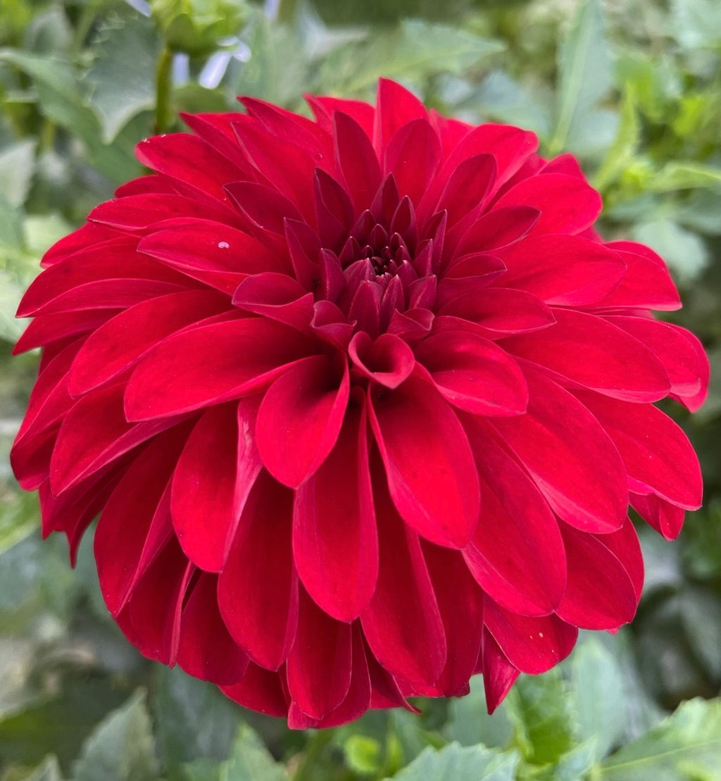 River’s Cherry Bomb