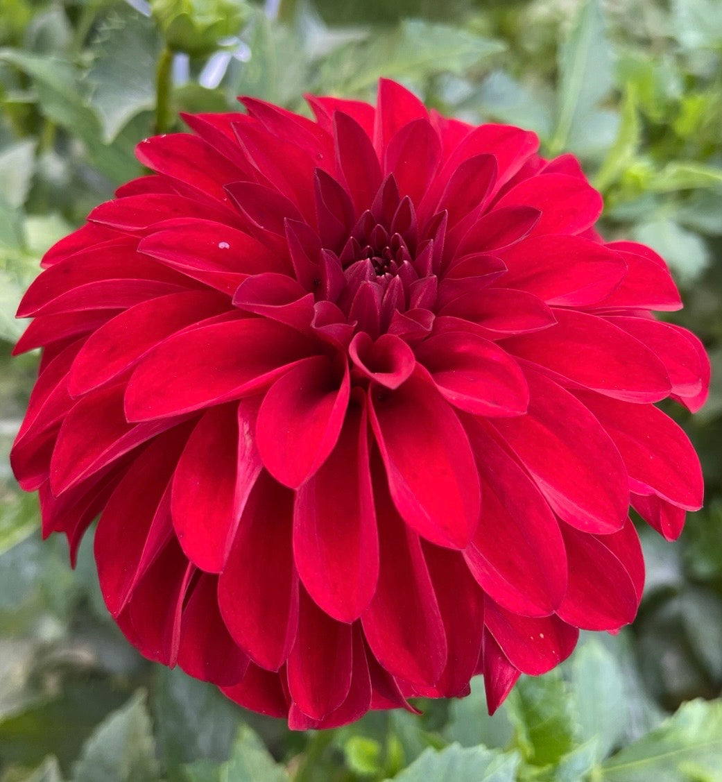 River’s Cherry Bomb