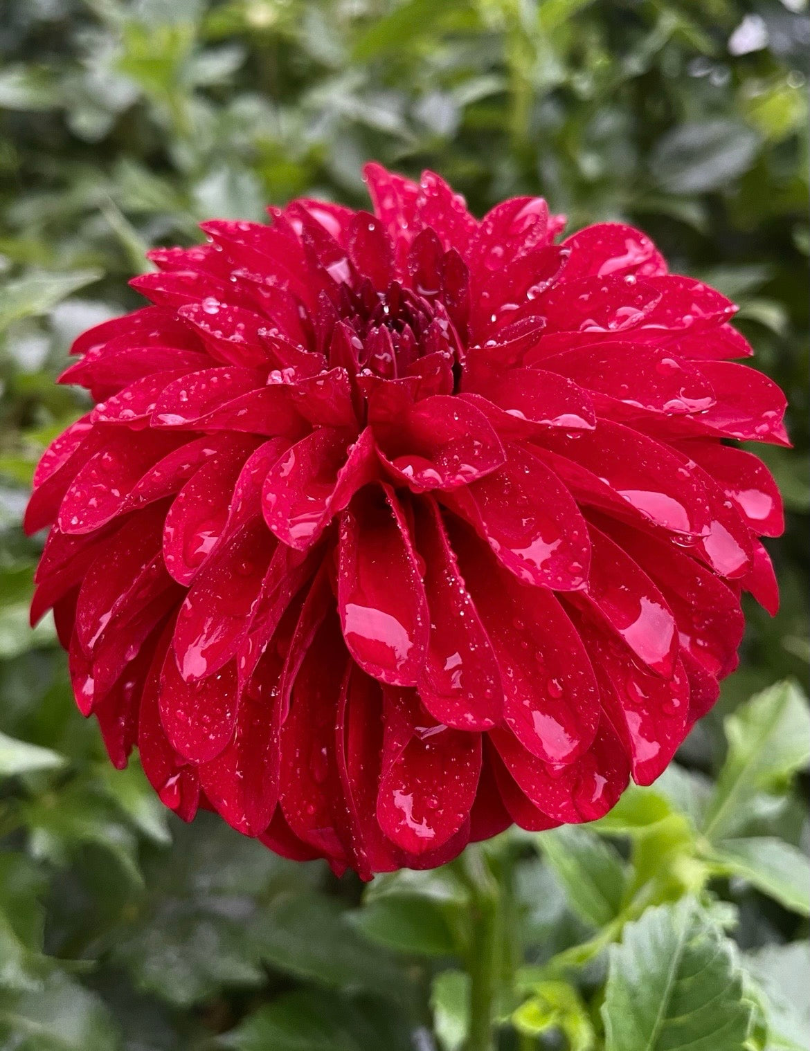 River’s Cherry Bomb